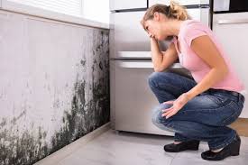 Mold Documentation for Insurance Claims in Atwood, TN